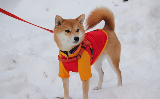 国羽提前出线羽毛球世锦赛，国羽世锦赛名单