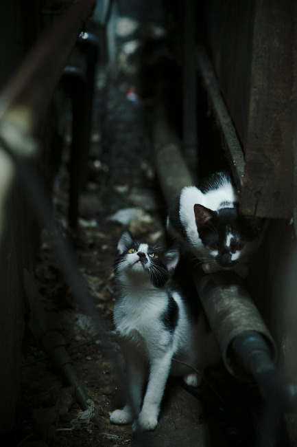 森林狼教练谈到年轻阵容执行力显著提升,森林狼 教练